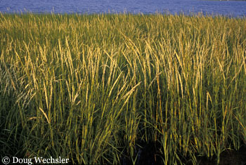 Saltmarsh cord grass 2810-19.jpg Spartina alterniflora